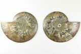 5.2" Cut & Polished, Agatized Ammonite Fossil - Madagascar - #200017-1